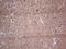 Adiponectin, C1Q And Collagen Domain Containing antibody, LS-C339275, Lifespan Biosciences, Immunohistochemistry frozen image 