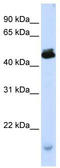 ZZZ1 antibody, TA345277, Origene, Western Blot image 