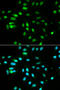Paired Box 3 antibody, 16-741, ProSci, Immunofluorescence image 