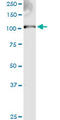 Exostosin Glycosyltransferase 2 antibody, LS-C197172, Lifespan Biosciences, Western Blot image 