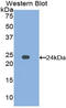 Afamin antibody, LS-B13347, Lifespan Biosciences, Western Blot image 