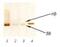 S100 Calcium Binding Protein A1 antibody, MA1-22734, Invitrogen Antibodies, Western Blot image 