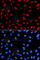 Interferon Gamma Inducible Protein 16 antibody, A2007, ABclonal Technology, Immunofluorescence image 