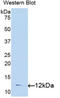 Transforming Growth Factor Alpha antibody, LS-C296754, Lifespan Biosciences, Western Blot image 