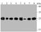 Hypoxanthine Phosphoribosyltransferase 1 antibody, NBP2-75528, Novus Biologicals, Western Blot image 