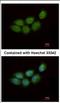 Zinc Finger CCHC-Type Containing 4 antibody, NBP2-20939, Novus Biologicals, Immunocytochemistry image 