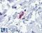 FceRIa antibody, LS-B4054, Lifespan Biosciences, Immunohistochemistry paraffin image 