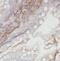 Methyltransferase Like 16 antibody, FNab05136, FineTest, Immunohistochemistry frozen image 