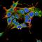 Gamma-Aminobutyric Acid Type A Receptor Epsilon Subunit antibody, orb376698, Biorbyt, Immunocytochemistry image 