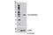 Cre Recombinase antibody, 12830S, Cell Signaling Technology, Western Blot image 