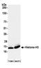 Histone H3 antibody, A300-823A, Bethyl Labs, Western Blot image 