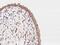 Oxysterol Binding Protein Like 3 antibody, 203950-T08, Sino Biological, Immunohistochemistry frozen image 
