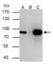 THO Complex 1 antibody, NBP2-16822, Novus Biologicals, Immunoprecipitation image 