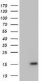 Ubiquitin A-52 Residue Ribosomal Protein Fusion Product 1 antibody, CF804886, Origene, Western Blot image 