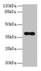 8-Oxoguanine DNA Glycosylase antibody, CSB-PA016313LA01HU, Cusabio, Western Blot image 