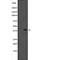 Mitogen-Activated Protein Kinase 11 antibody, abx216100, Abbexa, Western Blot image 