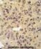 Menin 1 antibody, abx033382, Abbexa, Immunohistochemistry paraffin image 