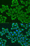 UL16 Binding Protein 2 antibody, 15-921, ProSci, Immunofluorescence image 