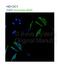 Adducin 2 antibody, 26-644, ProSci, Immunofluorescence image 