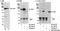 TSC Complex Subunit 2 antibody, A300-463A, Bethyl Labs, Western Blot image 