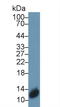 S100 Calcium Binding Protein A3 antibody, LS-C301174, Lifespan Biosciences, Western Blot image 