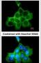 Dedicator Of Cytokinesis 1 antibody, PA5-21291, Invitrogen Antibodies, Immunofluorescence image 