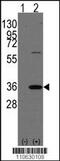 Prohibitin 2 antibody, 62-779, ProSci, Western Blot image 