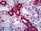 CF Transmembrane Conductance Regulator antibody, LS-B5115, Lifespan Biosciences, Immunohistochemistry frozen image 