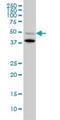 Bone Morphogenetic Protein 7 antibody, H00000655-M03, Novus Biologicals, Western Blot image 