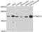 Transmembrane P24 Trafficking Protein 10 antibody, A10911, ABclonal Technology, Western Blot image 