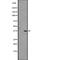 Olfactory Receptor Family 5 Subfamily H Member 14 antibody, abx147609, Abbexa, Western Blot image 