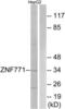 Zinc Finger Protein 771 antibody, LS-C120481, Lifespan Biosciences, Western Blot image 