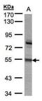 Zinc Finger Protein 165 antibody, NBP1-32507, Novus Biologicals, Western Blot image 