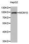 Minichromosome Maintenance 10 Replication Initiation Factor antibody, LS-C334056, Lifespan Biosciences, Western Blot image 