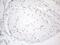 Transcription Elongation Factor A Like 1 antibody, MA5-26908, Invitrogen Antibodies, Immunohistochemistry frozen image 