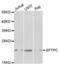 Surfactant Protein C antibody, abx001517, Abbexa, Western Blot image 