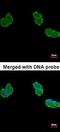 Aminoacylase 1 antibody, orb69810, Biorbyt, Immunocytochemistry image 