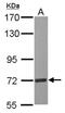 Eukaryotic Elongation Factor, Selenocysteine-TRNA Specific antibody, NBP2-16275, Novus Biologicals, Western Blot image 