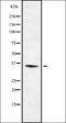 Arrestin Domain Containing 1 antibody, orb378233, Biorbyt, Western Blot image 