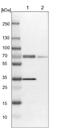 Syntaxin Binding Protein 1 antibody, NBP1-83138, Novus Biologicals, Western Blot image 