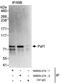 PAF1 Homolog, Paf1/RNA Polymerase II Complex Component antibody, NB600-274, Novus Biologicals, Immunoprecipitation image 