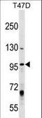 Minichromosome Maintenance 8 Homologous Recombination Repair Factor antibody, LS-C158115, Lifespan Biosciences, Western Blot image 