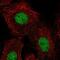 Homeobox B5 antibody, NBP2-68654, Novus Biologicals, Immunofluorescence image 