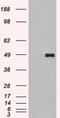 Sialic Acid Binding Ig Like Lectin 9 antibody, CF500373, Origene, Western Blot image 