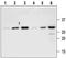 Nerve Growth Factor antibody, TA328903, Origene, Western Blot image 