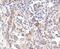 MTOR Associated Protein, LST8 Homolog antibody, PA5-17442, Invitrogen Antibodies, Immunohistochemistry paraffin image 