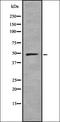 RB Binding Protein 7, Chromatin Remodeling Factor antibody, orb336985, Biorbyt, Western Blot image 