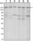 SET Domain Bifurcated Histone Lysine Methyltransferase 1 antibody, abx011981, Abbexa, Western Blot image 