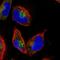 Muscle RAS Oncogene Homolog antibody, NBP1-81039, Novus Biologicals, Immunofluorescence image 