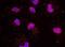 Nuclear Receptor Corepressor 1 antibody, NB100-58824, Novus Biologicals, Proximity Ligation Assay image 
